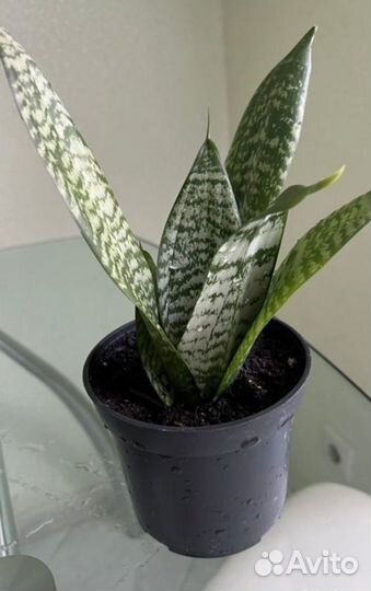 Сансевиерия