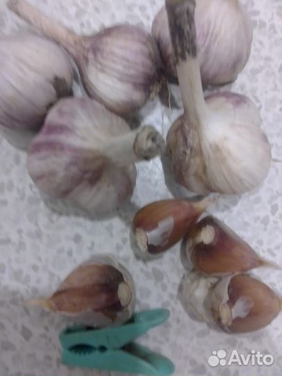 Чеснок