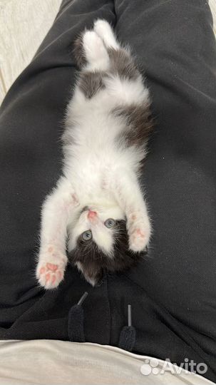 Отдам в добрые руки