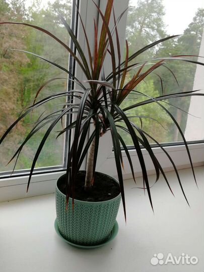 Комнатные растения