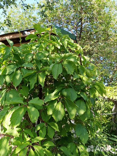 Дикий виноград/Девичий