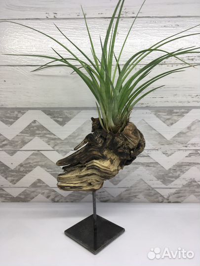 Тилландсия на подставке