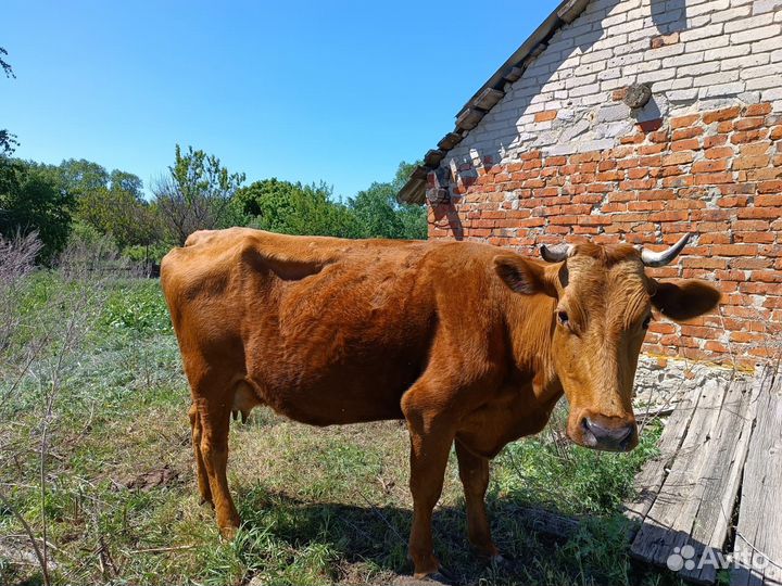 Корова 6 лет