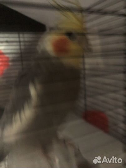 Попугай корелла