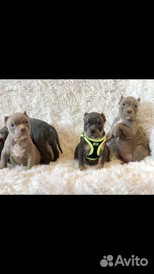 Американский булли щенки