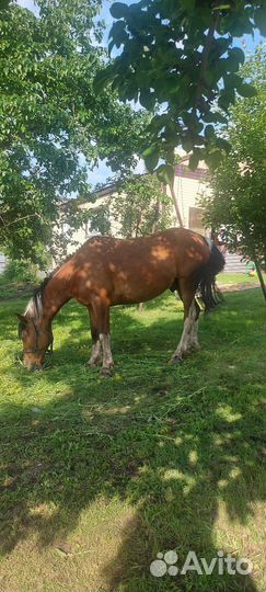 Рабочий конь (мерин)