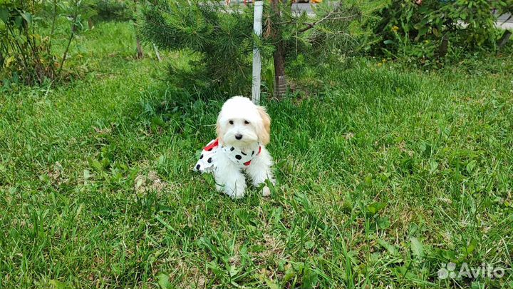 Веселая, игрушечная Люси мальтипу мини