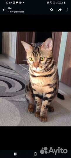 Бенгальский кот