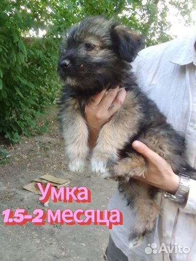 Щенок в добрые руки бесплатно маленькая порода