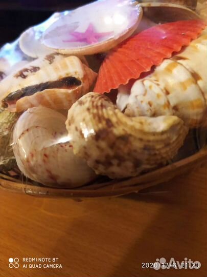 Набор морских ракушек + коралл