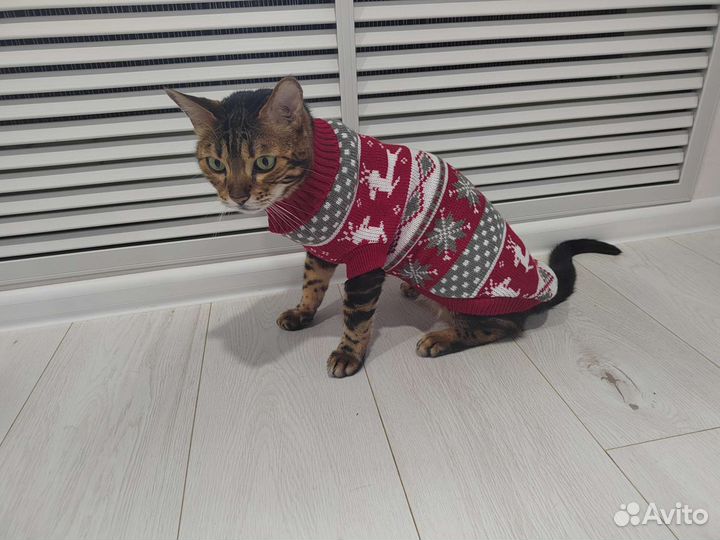 Одежда для кошек