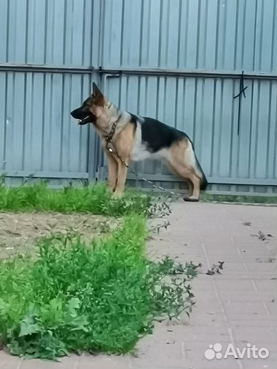 Щенки немецкой овчарки