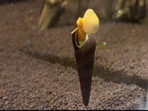 Me 30 m. Me 30 m. лодочный мотор mercury м 30. лодочный мотор меркурий 30 2-х тактный. лодочный мотор mercury м 30.