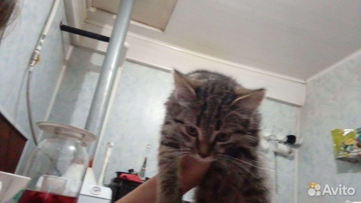 Кошечка в добрые руки