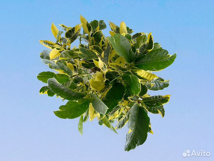 Кротон (Кодиеум) Эбурнеум 17/55