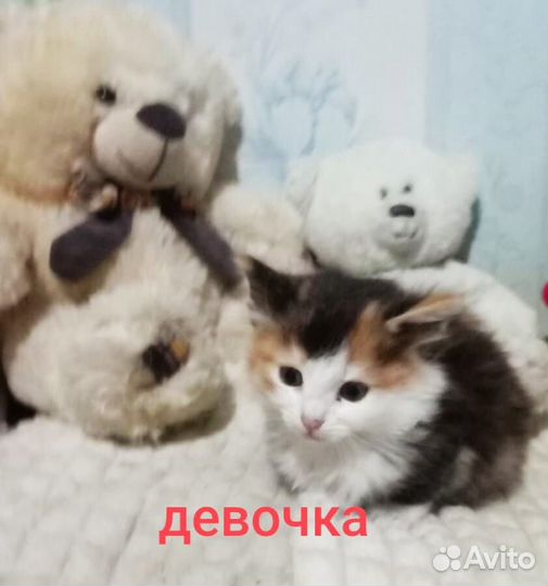 Малыши в поисках дома и своего человека