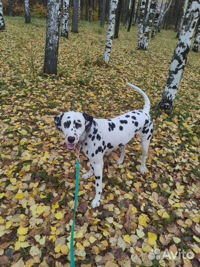 Передержка собак