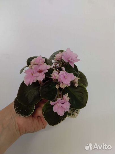 Фиалка Влюбленные сердца