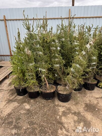 Елка живая с корневой системой в горшках