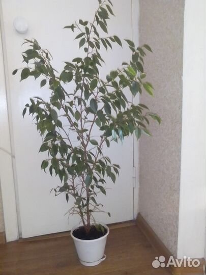 Фикус Бенджамина большой