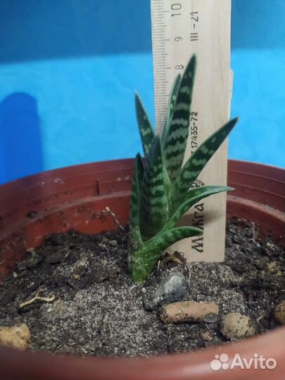 Алое пёстрое или алое тигровое