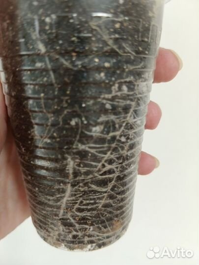 Комнатные растения 3