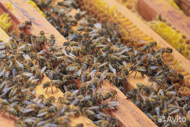 Пчелопакеты,пчелосемьи карника