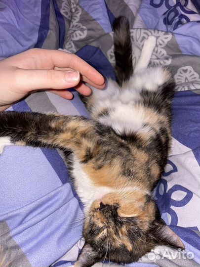 Кошка в дар бесплатно