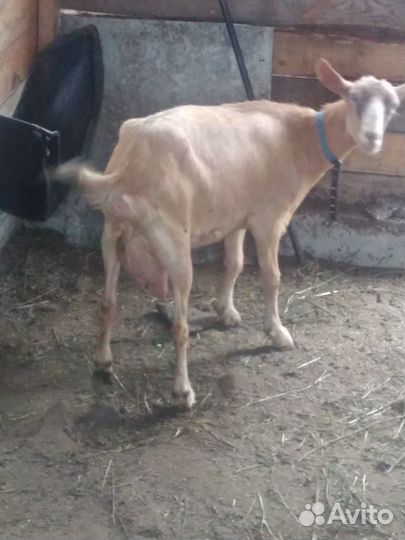 Козы дойные