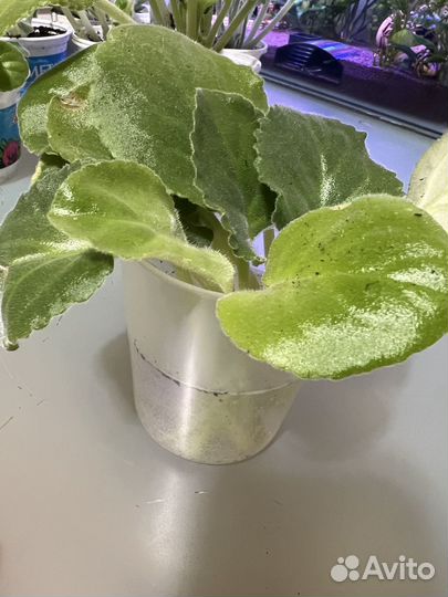 Фиалка белая