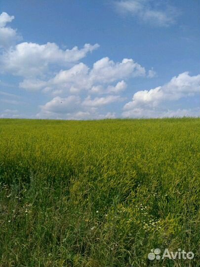 Мёд цветочный.мед