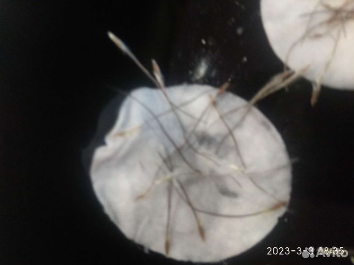 Семена прострела