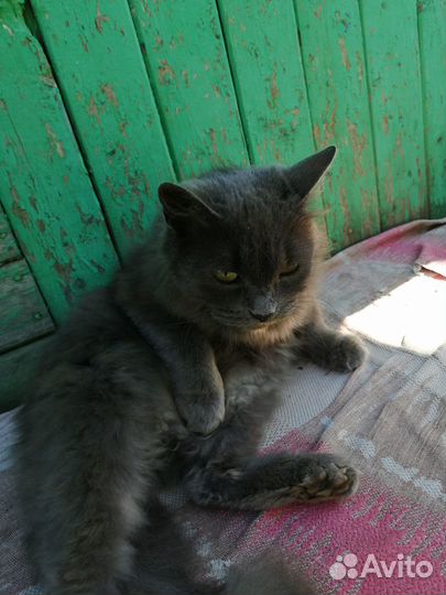 Кошка Мура