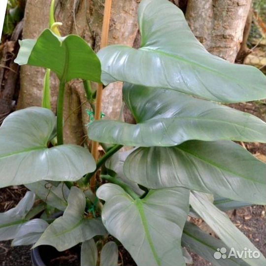 Филодендрон сильвер