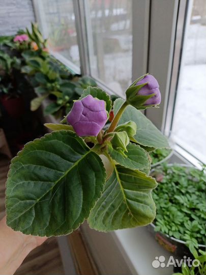 Глоксиния махровая