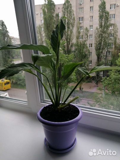 Спатифиллум