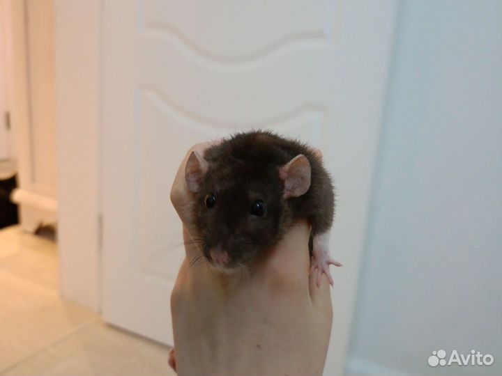 Крыса дамбо с клеткой