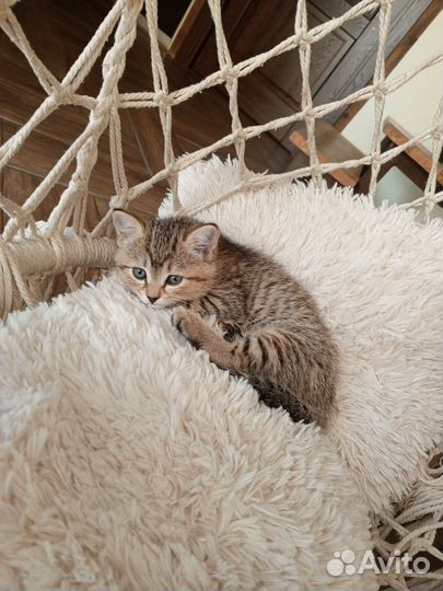 Котенок бесплатно