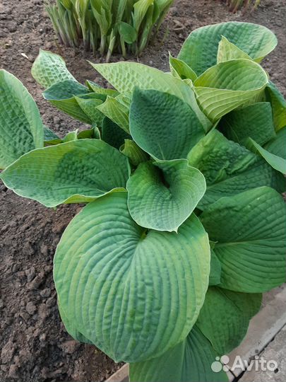 Хосты сортовые