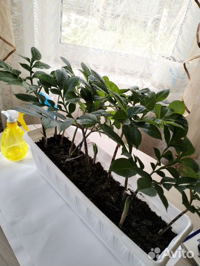 Аморфофаллус, детки