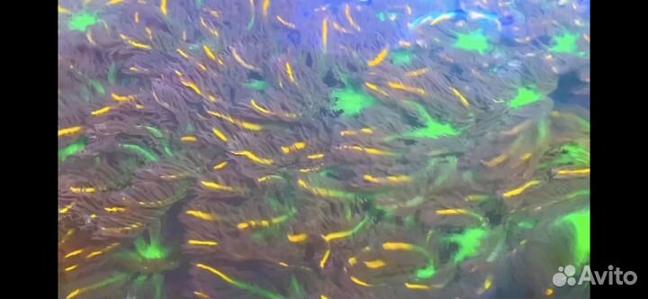 Рыбы, актиния, кораллы