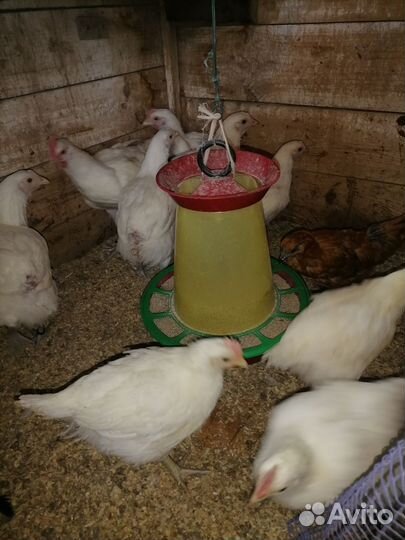 Курочки молодки