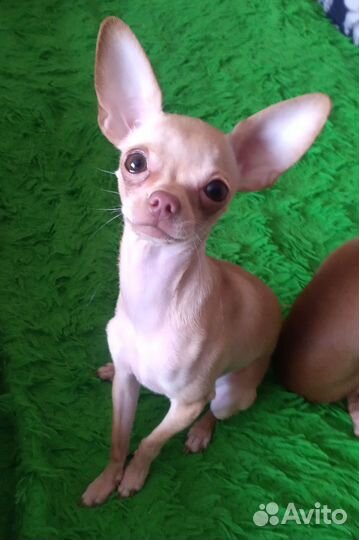 Продается щенок,ласковая девочка той терьер мини