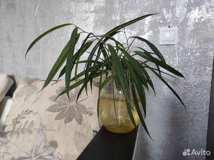 Фикус узколистный