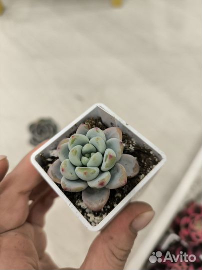 Суккуленты