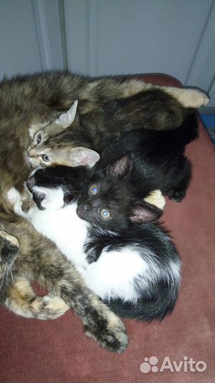 Котята в добрые руки бесплатно