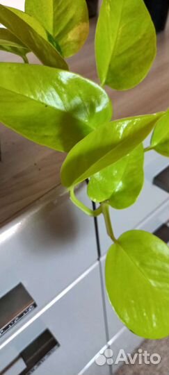 Сциндапсус Неон