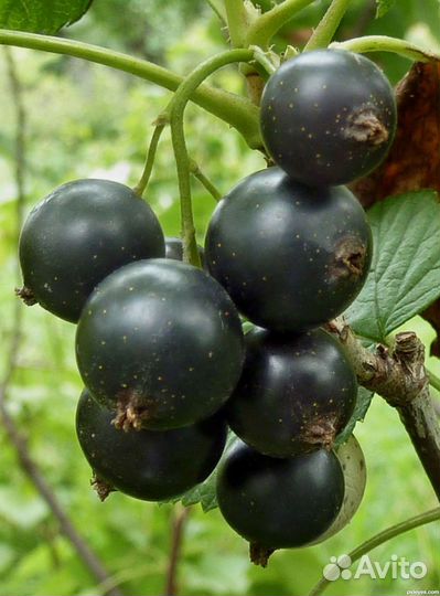 Черная смородина