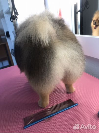 Стрижка собак и кошек (груминг)