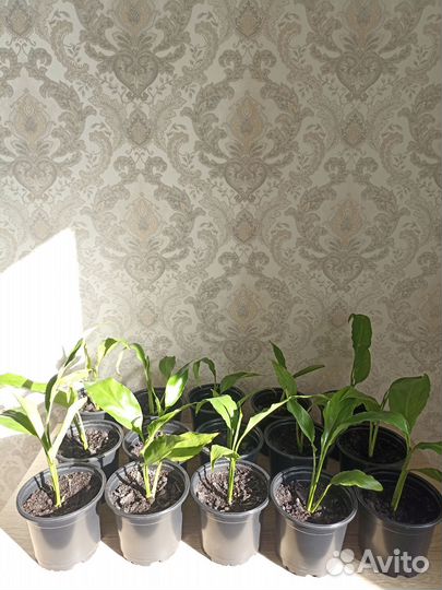 Спатифиллум шопен